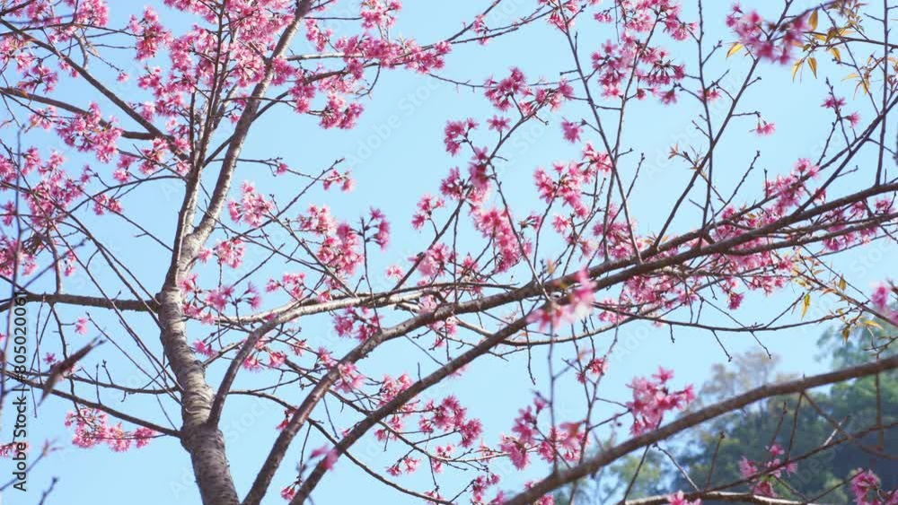 travel in nature concept with pink cherry blossom tree and clear sky in springtime season travel in nature concept with pink cherry blossom tree and clear sky in springtime season