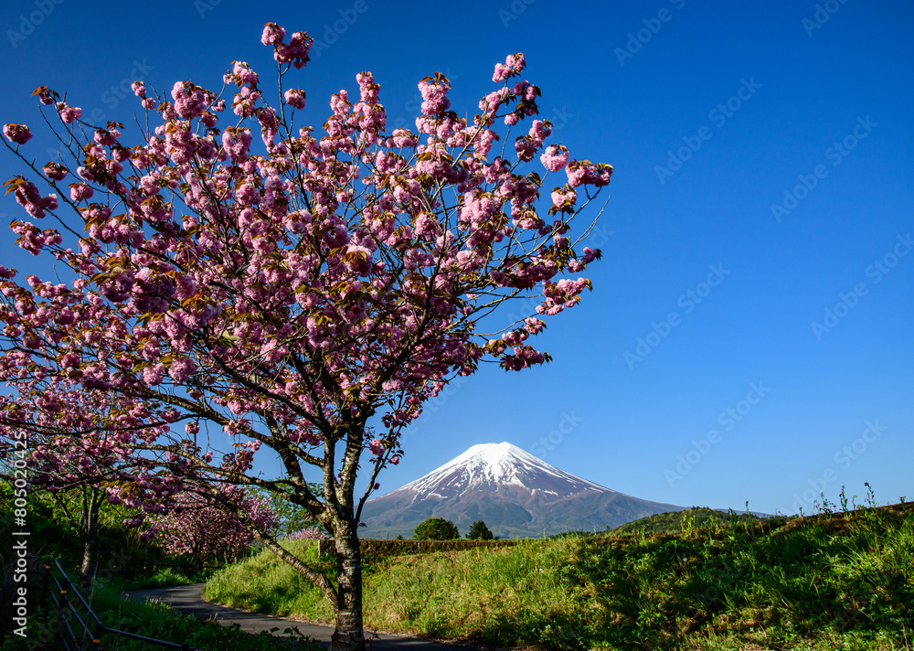 富士山と八重桜