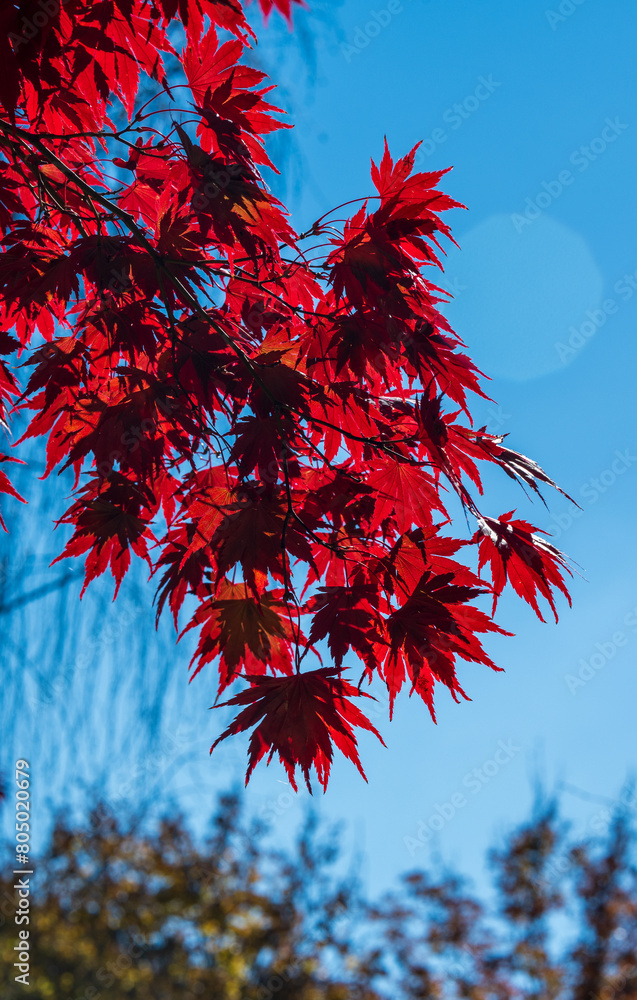 red maple leaves - Autumn, Australia red maple leaves - Autumn, Australia