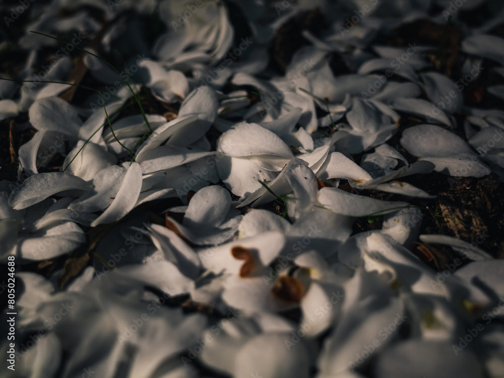 White flower petals in the garden White flower petals in the garden