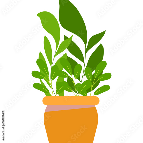 plant in a pot