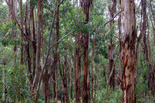 Woodend Australia, view of tree trunks in eucalypt forest on a damp day