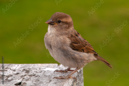 Apollo Bay Australia, common house sparrow perched on table with blurred background