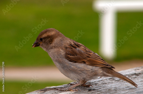 Apollo Bay Australia, common house sparrow perched on table with blurred background