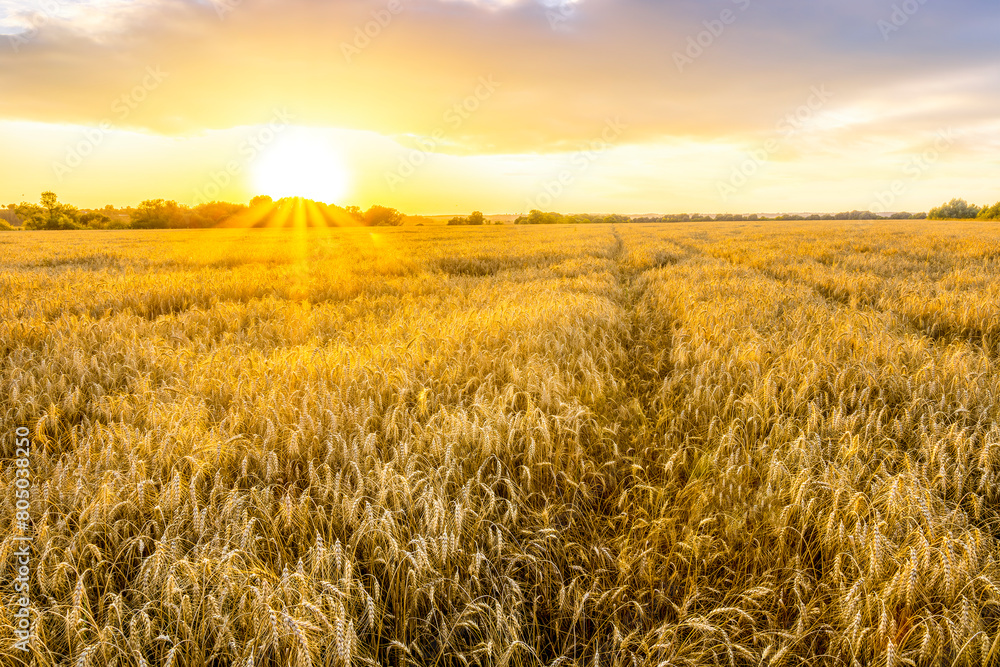 beautiful summer sunset in a wheaten shiny field with golden wheat and sun rays, deep blue cloudy sky and road, rows leading far away, valley landscape