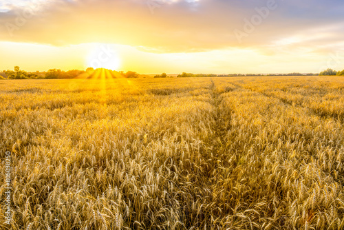 beautiful summer sunset in a wheaten shiny field with golden wheat and sun rays  deep blue cloudy sky and road  rows leading far away  valley landscape