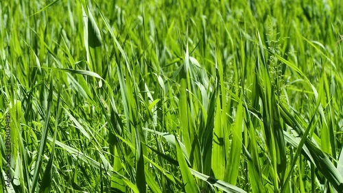 風に揺れる葦の群生