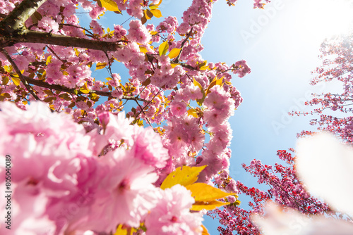 Blooming sakura, sakura flowers. A close up of a sakura tree. 