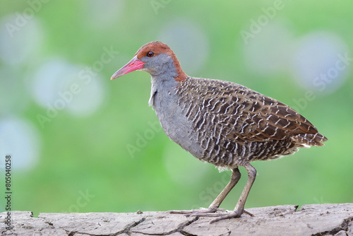 beautiful grey bird standing on dirt spot, slaty-breasted rail photo