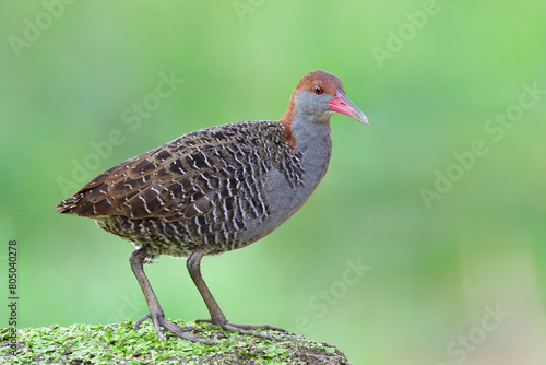 grey chest, pink beaks and brown head bird perching on green weed spot in soft mornig light, slaty-breasted rail photo