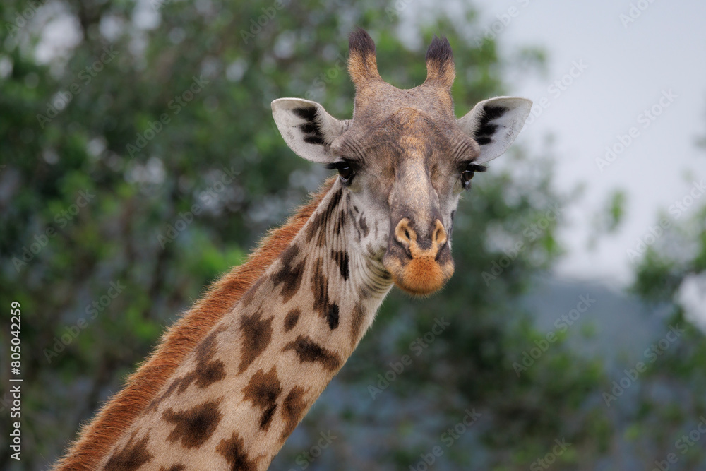 african Masai Mara giraffe, portrait of head and neck
african Masai Mara giraffe, portrait of head and neck