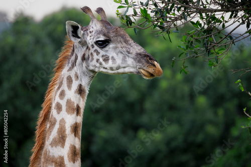 african Masai Mara giraffe, portrait of head and neck
