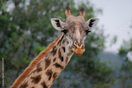 african Masai Mara giraffe, portrait of head and neck 