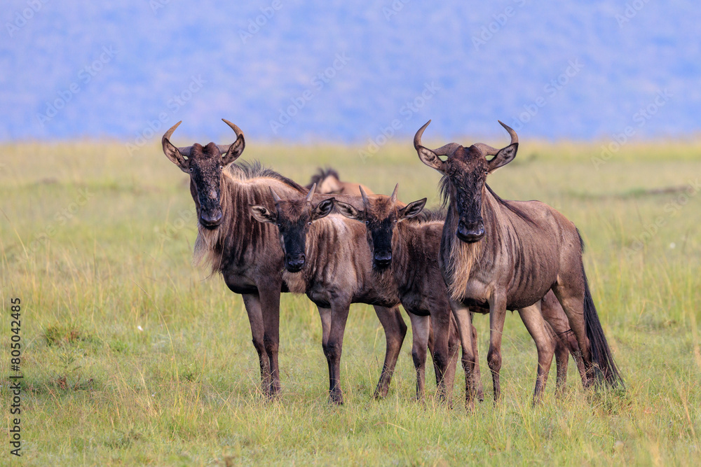 Wildebeest group portrait in the plains of the Masai Mara Wildebeest group portrait in the plains of the Masai Mara