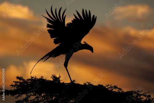 close up silhouette of a secretary bird perched on a tree with wings extended, side on view, against a warm sunrise, in the Masai Mara.
