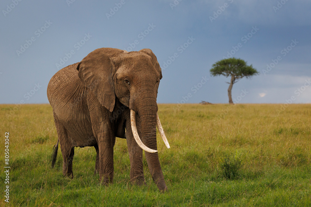 An African elephant with large tusks on a grassy plain in the Masai Mara, Kenya, against a dark blue sky