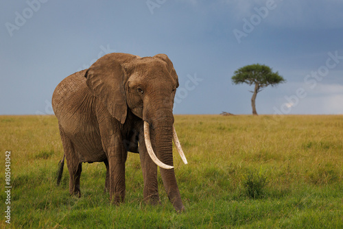 An African elephant with large tusks on a grassy plain in the Masai Mara, Kenya, against a dark blue sky