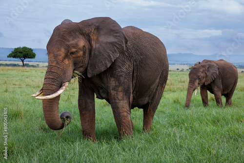 two elephants grazing on a grassy plain of the Masai Mara  Kenya 