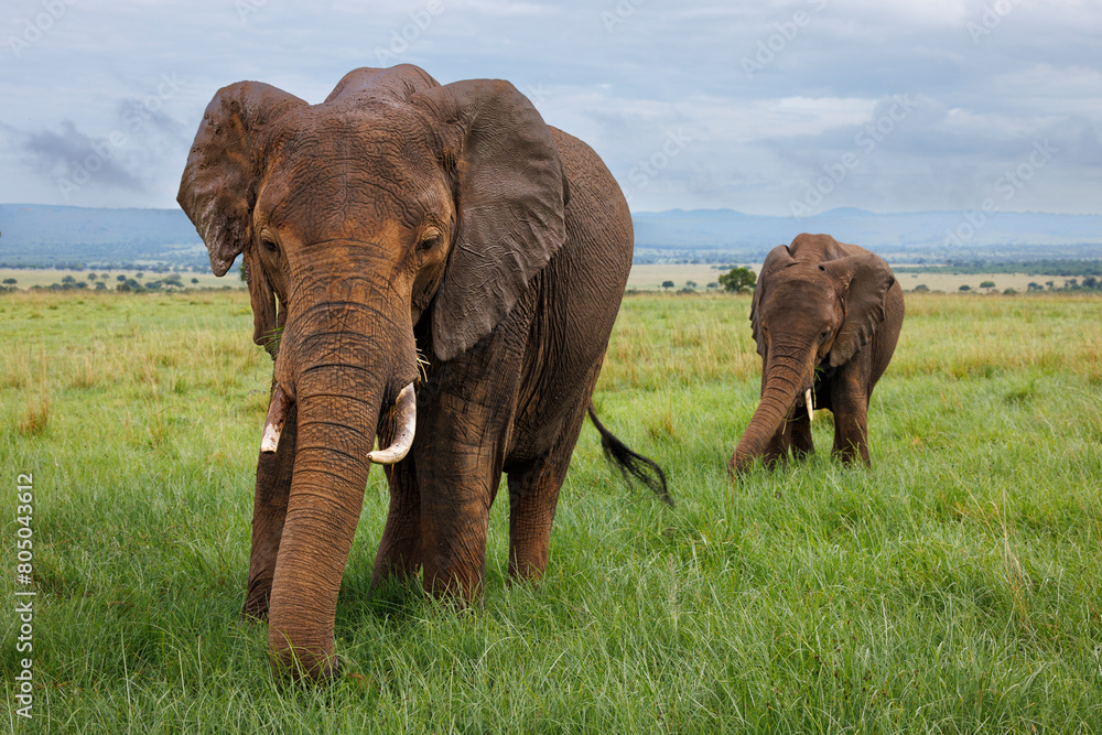 two elephants grazing in short green grass, Masai Mara, with beautiful cloudy sky in the background
