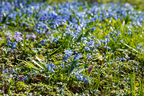 Squill or wood squill blue flowers on the spring meadow close up. Scilla bifolia  the alpine squill or two-leaf squill. The first spring flowers in the forest