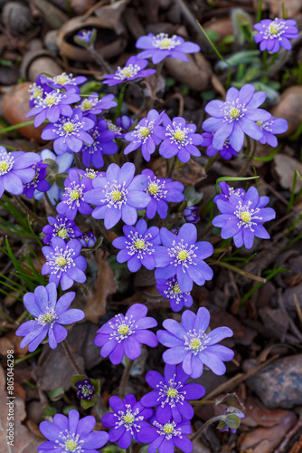 Bild auf Leinwand Noble liverwort , or common liverwort ( lat
