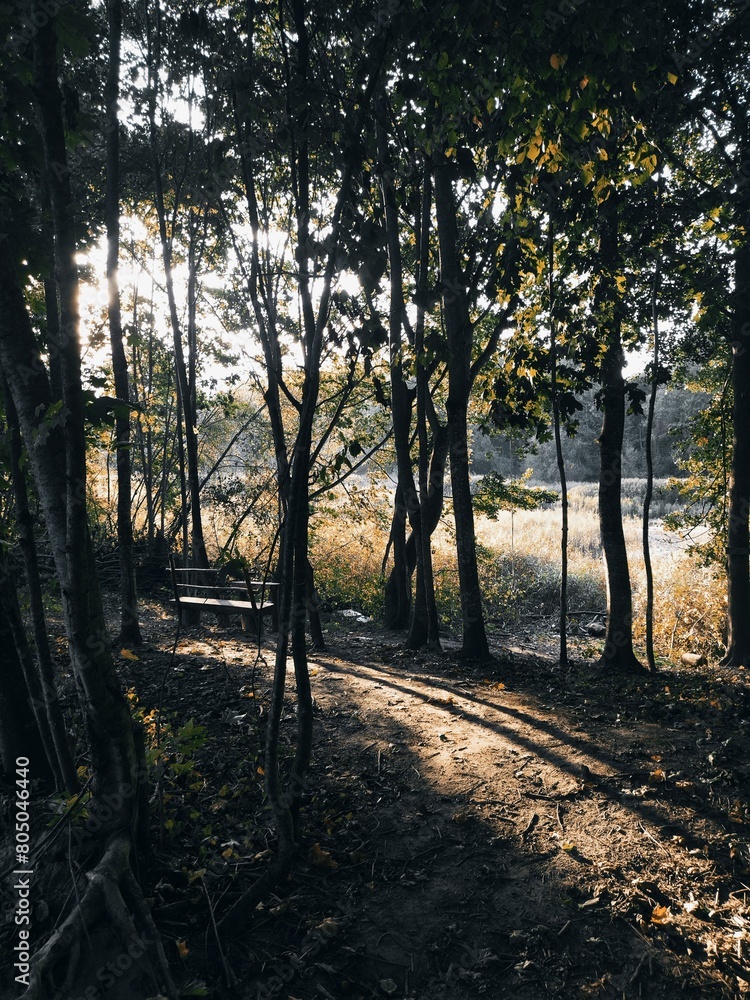 autumn in the forest