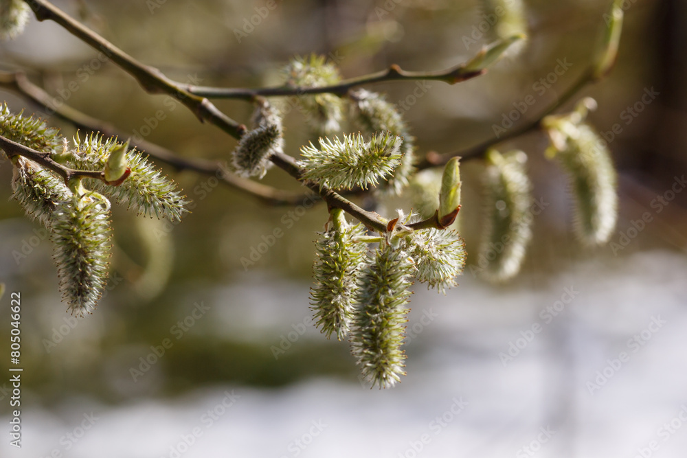 Populus tremula in early spring time. Flowering of alder in ordinary spring. Allergy to plant pollen Populus tremula in early spring time. Flowering of alder in ordinary spring. Allergy to plant pollen