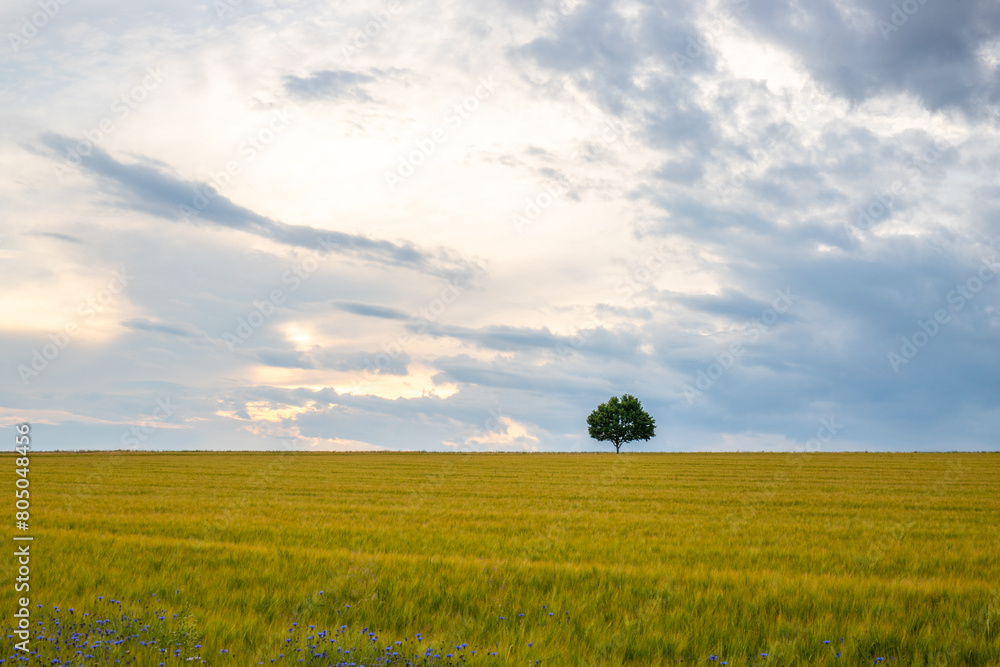Landscape shot in a rural area. A wheat field in front of a single tree in the sunset. Agriculture and nature in Taunus, Hesse, Germany.