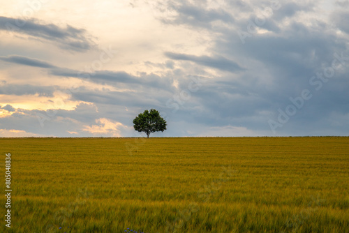 Landscape shot in a rural area. A wheat field in front of a single tree in the sunset. Agriculture and nature in Taunus, Hesse, Germany.