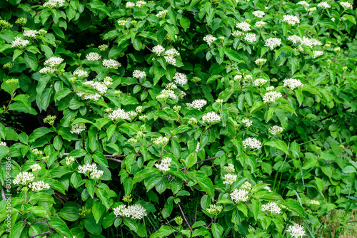 Many small vivid variegated green and white leaves on branches of Cornus Alba Elegantissima shrub in a garden in a sunny spring day, beautiful outdoor botanical background with selective focus.
