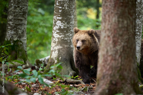A Brown Bear Amidst European Wilderness