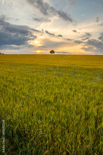 Landscape shot in a rural area. A wheat field in front of a single tree in the sunset. Agriculture and nature in Taunus  Hesse  Germany.