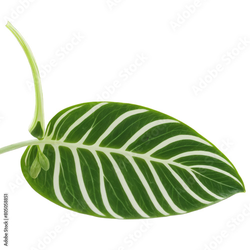 Stromanthe leaf oval leaf with striking green and white variegation and prominent veins Stromanthe sanguinea photo