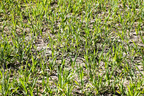 Sprout cereal field. Autumn seeding. Fall seeded. Food industry. Food production background. Agriculture field landscape. Green blades of grass texture. Vivid color spring nature.