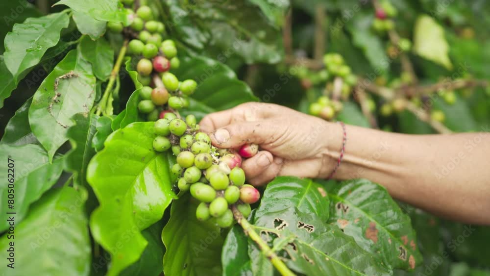 Farmer hand picking ripe red arabica coffee berries or cherries, labor-intensive harvest, sustainable agriculture or farming Farmer hand picking ripe red arabica coffee berries or cherries, labor-intensive harvest, sustainable agriculture or farming