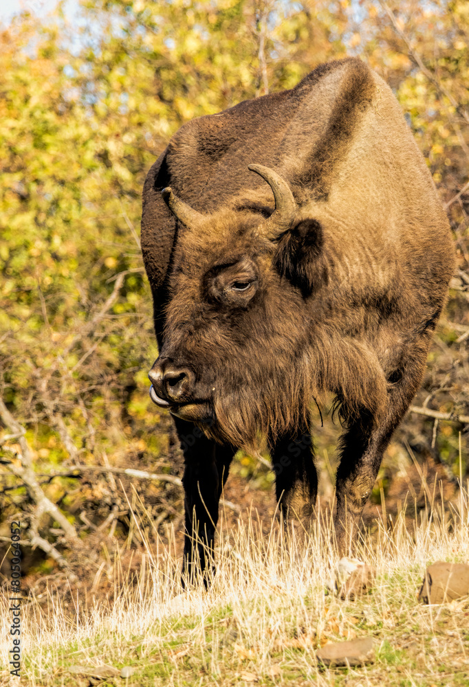 Fototapeta premium European Bison reintroduced on the Balkans