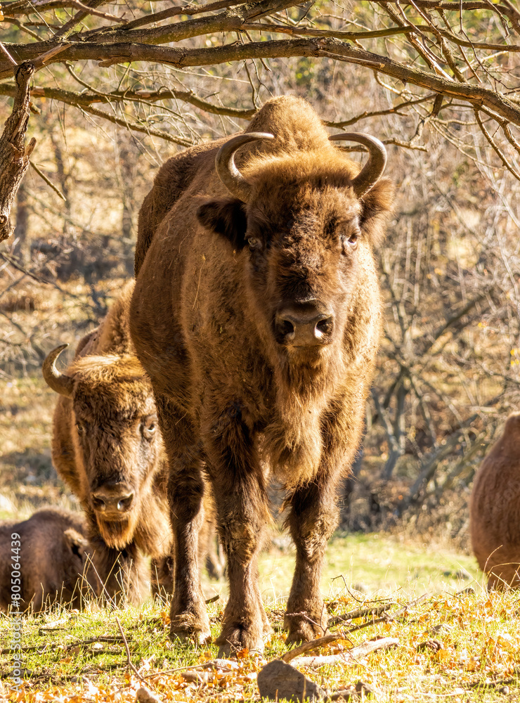 European Bison reintroduced on the Balkans