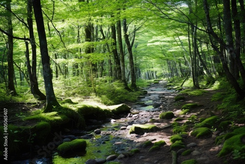 Forest Bathing Trail: A trail designed for Shinrin-yoku (forest bathing) with cherry trees.