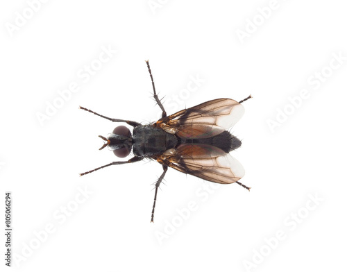 Tachinid fly isolated on white background, Eriothrix rufomaculata