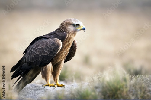 'black kite bird eagle animal beak nature hawk predator wild prey eye of wildlife portrait feather brown head hunter buzzard white'