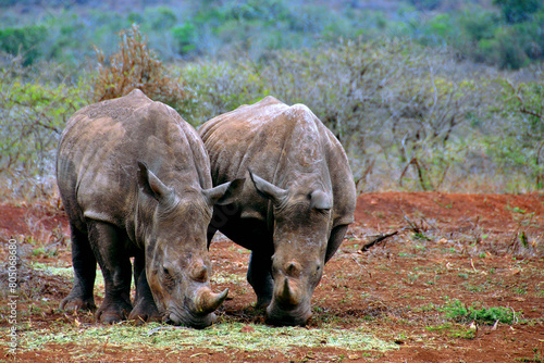 White rhinoceros Rhino Zulu Nyala Game Reserve South Africa