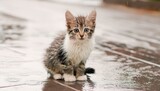 雨の中、路上に座っている悲しい捨てられた空腹の子猫。汚れた小さな野良猫。