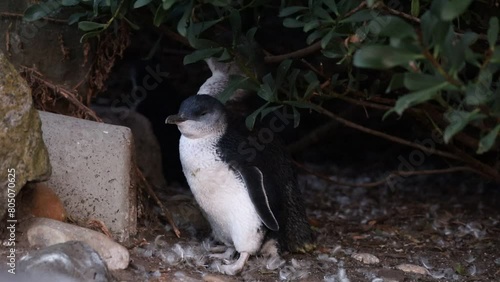 Video of two very cute fairy penguins (or little blue penguins) in the wild at dusk. Moulting season, lots of feathers everywhere. Very cute small birds in Devonport, Tasmania, Australia.