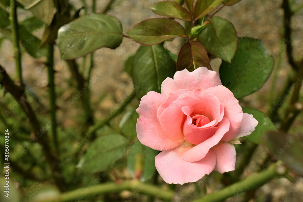 	ピンク色の可愛いバラ