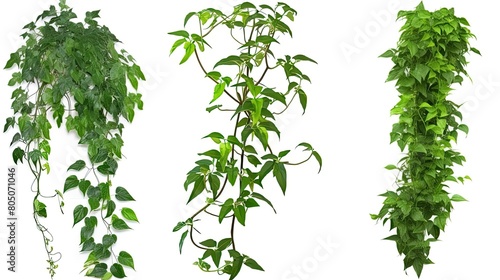 Climbing plants creepers isolated on white background.