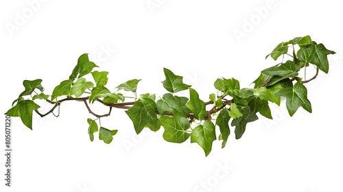 Climbing plants creepers isolated on white background.