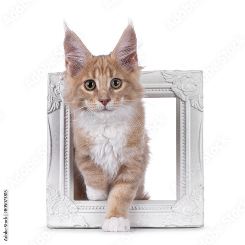 Cute creme with white Maine Coon cat kitten, stepping trough picture frame. Looking towards camera. Isolated on a white background.