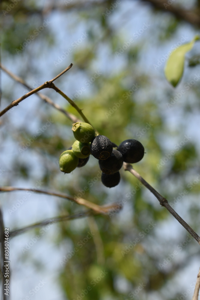 Sandalwood or Santalum Album Fruits on The Tree with Leaves and Branches with sky and blurred background Sandalwood or Santalum Album Fruits on The Tree with Leaves and Branches with sky and blurred background