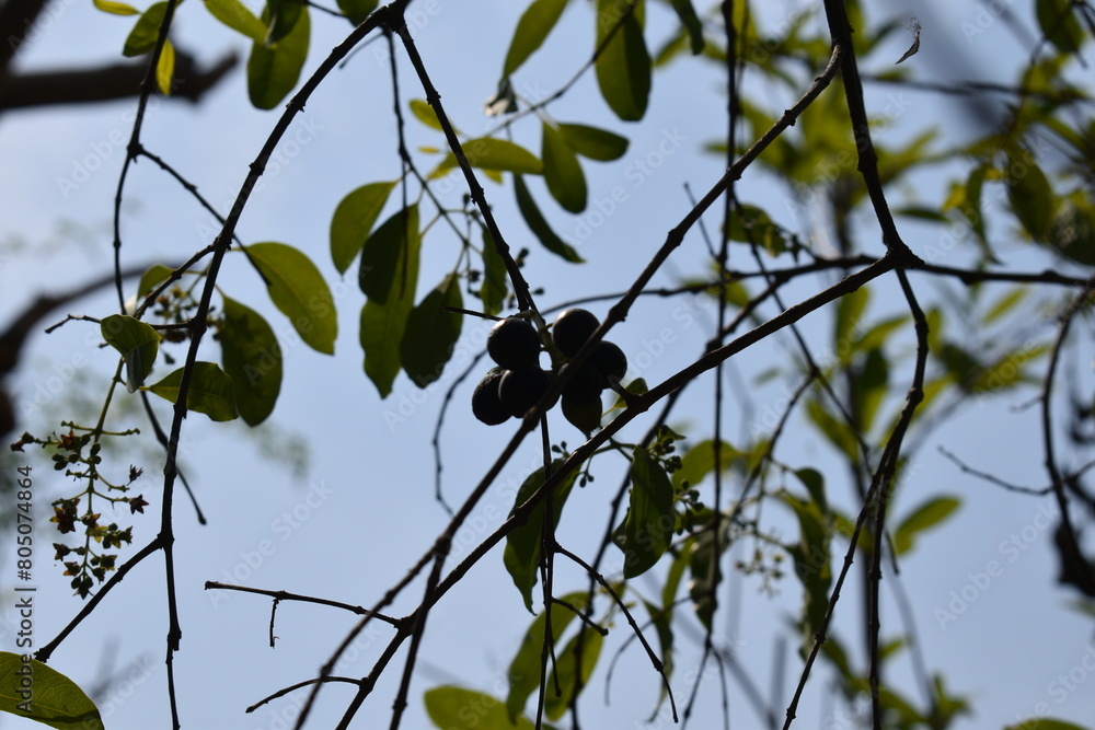 Sandalwood or Santalum Album Fruits on The Tree with Leaves and Branches with sky and blurred background