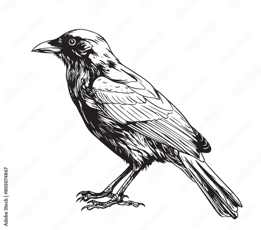 Obraz premium Raven hand drawing